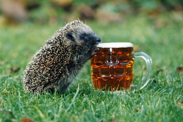 Beer-pint-hedgehog.jpg